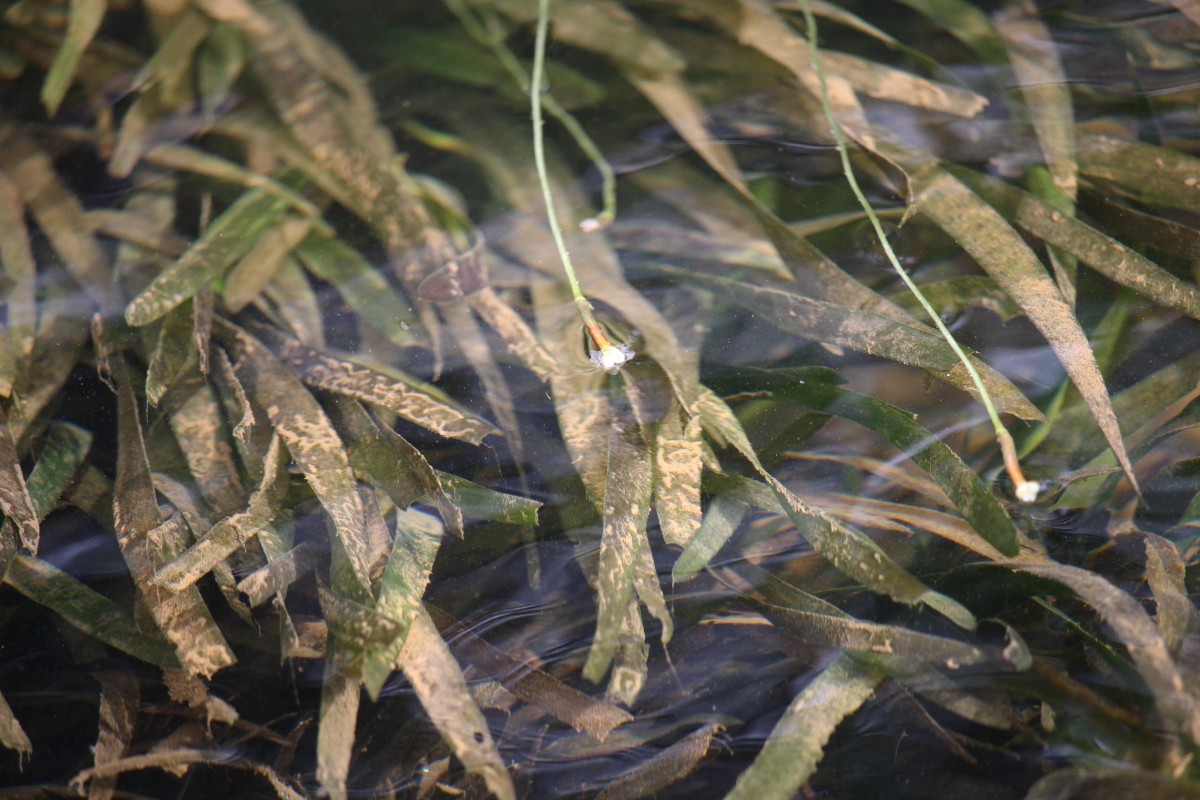 Vallisneria spiralis L.